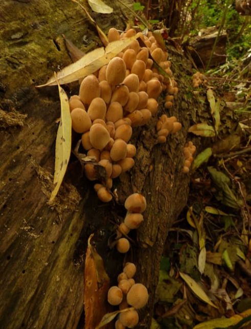 Coprinellus micaceus on willow in Wickford, UK.